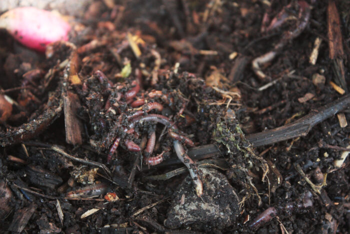 compost