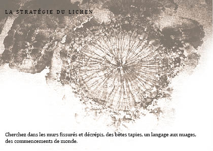 la stratégie du lichen